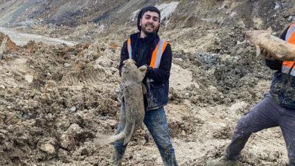 İBB&rsquo;nin d&ouml;k&uuml;m sahası yaptığı Mavi G&ouml;l&rsquo;deki balıklar can &ccedil;ekişiyor