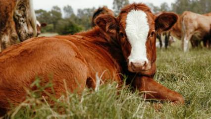 Kars'ta 40 aile devlet desteğiyle hayvancılık işletmesi kurdu