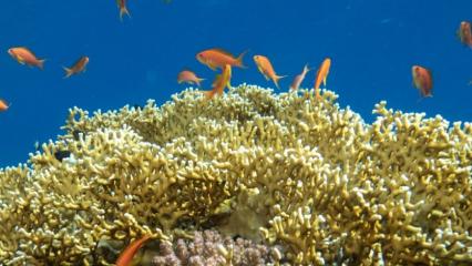 Kızıldeniz’in renkli su altı bahçeleri görüntülendi
