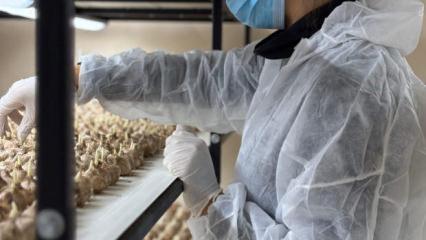 Mali müşavirliği bıraktı! 50 metrekarelik odada gramı 700 TL'lik servet üretiyor