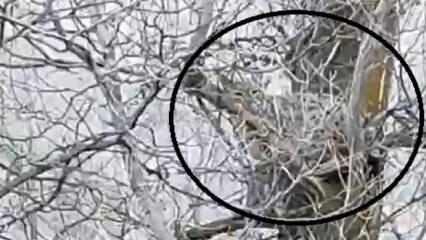 Sivas'ta görüntülendi: Avlamanın cezası 840 bin TL 