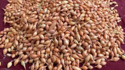 Soğan üreticilerine ‘Dikim zamanı’ uyarısı