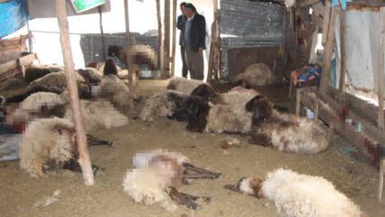 Sokak k&ouml;peklerinin saldırdığı 28 koyun &ouml;ld&uuml;