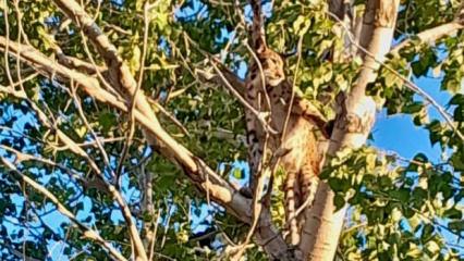 Tunceli'de görüntülenen hayvan uzmanların kafasını karıştırdı 