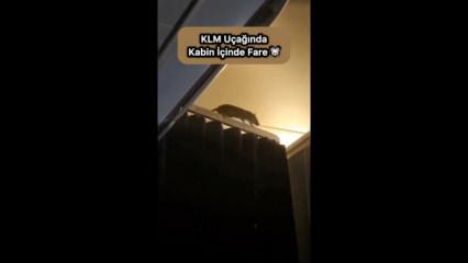 U&ccedil;aktaki fare paniğe neden oldu!