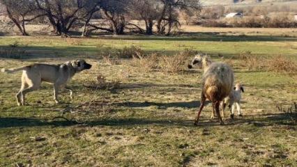 Anne koyun, yavrusunu korumak i&ccedil;in k&ouml;peğe kafa tuttu