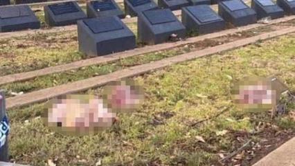 Avustralya'da Ha&ccedil;lı zihniyeti yine hortladı! M&uuml;sl&uuml;man mezarlığına domuz başlı saldırı!