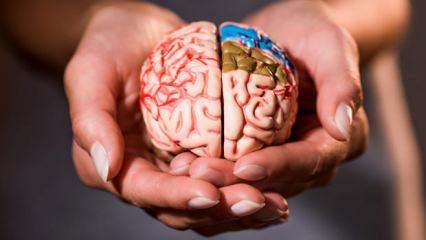 Beyninizi 8 sene birden gen&ccedil;leştiriyor! Şartlara sahip olan yaşadı