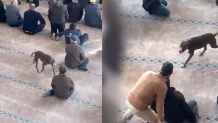 Camide pitbull paniği: Vaaz sırasında i&ccedil;eri girdi, cemaate korku dolu anlar yaşattı
