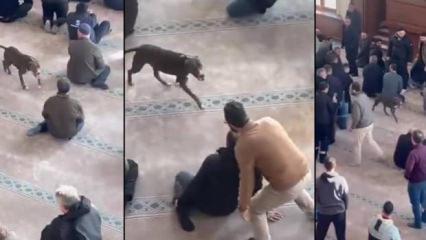 Camiye giren pitbull yakalandı, sahibi hakkında karar