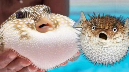 Balon balığı sevdası başına dert a&ccedil;tı!