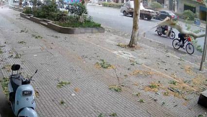 &Ccedil;in'de talihsiz kaza: Bisikletli yaşlı adamın &uuml;zerine ağa&ccedil; dalı d&uuml;şt&uuml;