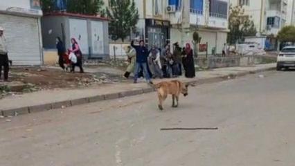 Diyarbakır'da k&ouml;pek dehşeti! 2 kişi yaralandı