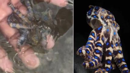 D&uuml;nyanın en zehirli ahtapotuyla oynadığını sonradan fark etti