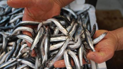 Hamsi'den T&uuml;rkiye'ye b&uuml;y&uuml;k katkı: Kasaya 14,5 milyon dolar girdi!