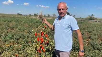 "Se&ccedil;im" ismi verildi! İşte aldığı ismin ilgin&ccedil; hik&acirc;yesi 