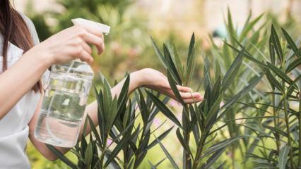 Karıncasız Ev: Doğal &Ouml;nleme Y&ouml;ntemleri