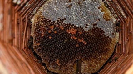 Kilosu 10 bin lira: Bal arılarına evde oda tahsis etti!