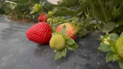 Mersin'de &ccedil;ilekte kış hasadı: Bah&ccedil;ede kilogramı 130 TL