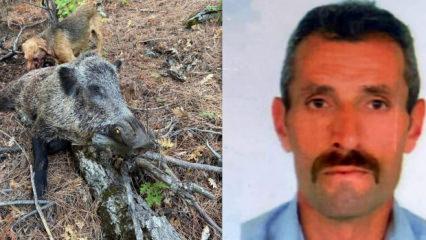 Erzincan'da domuz saldırısı: 1 ölü! 