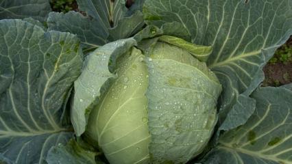 Beyaz lahana hasadı başladı: Market fiyatı tarla fiyatının dört katı 