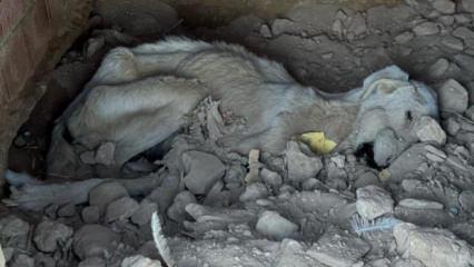 Skandal g&ouml;r&uuml;nt&uuml; Denizli'den: &Ouml;len hayvanlar diğer hayvanlara yedirildi 