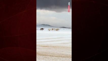 Suudi Arabistan&rsquo;ın y&uuml;ksek kesimlerine kar yağışı