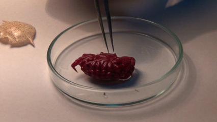 T&uuml;rkiye'de ilk kez g&ouml;r&uuml;ld&uuml;! Uzmanı a&ccedil;ıkladı: Tropikleşmenin sonucu