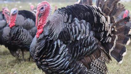 Yılbaşı &ouml;ncesi hindiye talep arttı