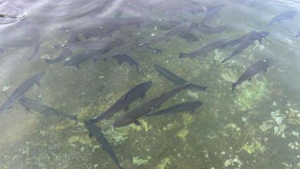 Van'da tarihi rekor! Hedef 400 milyon yavru alabalık! 