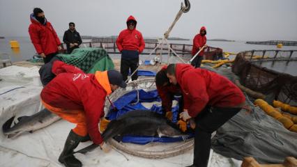 Elazığ'daki tesis havyarda &uuml;retim &uuml;ss&uuml; olmak i&ccedil;in &ccedil;alışıyor