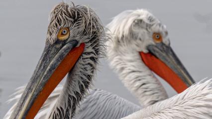 Pelikanların nesli tehlike altında olan t&uuml;r&uuml; g&ouml;r&uuml;nt&uuml;lendi