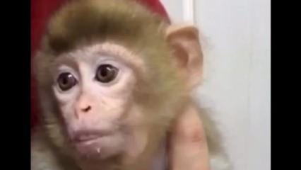 'Amazon ormanları' değil Elazığ: Minik maymun T&uuml;rkiye'de koruma altına alındı