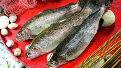 Rusya'dan sonra yeni hedef belli oldu! T&uuml;rk somonu sınır tanımıyor!