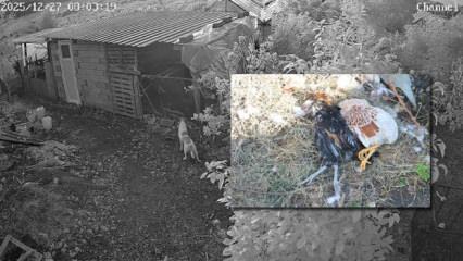Başıboş sokak k&ouml;pekleri k&uuml;mese girerek 30 tavuğu telef etti