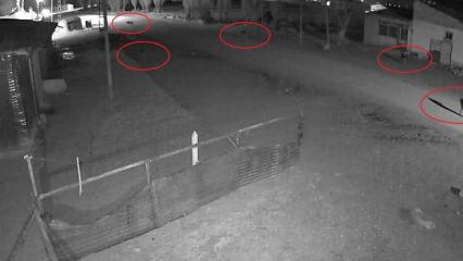 Bayburt'ta k&ouml;ye inen 5 kurt, k&ouml;peği tuzağa &ccedil;ekti! O anlar kamerada