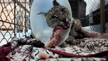 Burdur'da k&ouml;pek saldırısında yaralanan vaşak tedavi edildi