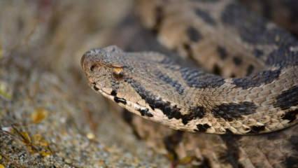 &Ccedil;ankırı'da ilk kez kayda ge&ccedil;ti! Zehirli t&uuml;r bir metre boyunda 