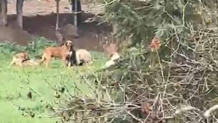 Derince'de sokaklar k&ouml;pek &ccedil;etelerine teslim