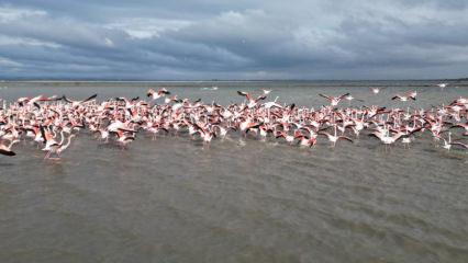 Enez Gala G&ouml;l&uuml; flamingolara ev sahipliği yapıyor!