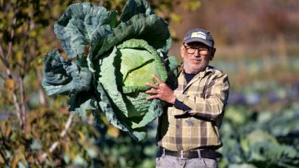 Hobi olarak başladı! Lahana yetiştiriciliği gelir kapısı oldu