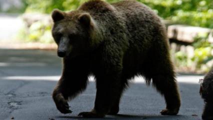 Japonya'da ayı saldırılarına karşı yapay zeka destekli takip sistemi