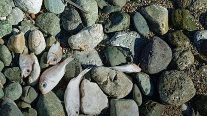 Sahile vuran balıkların &ouml;l&uuml;m nedeni kirlilik değil! İşte &uuml;zerinde durulan ihtimal