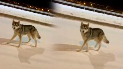 Beyaza b&uuml;r&uuml;nen şehrin ortasında kurtla burun burun geldi