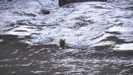 Tunceli'nin gizli sakini g&ouml;r&uuml;nt&uuml;lendi