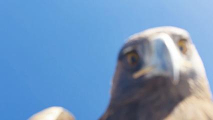 Kartal aldı zirveye bıraktı! Dağcılar 6 saatte tırmanabildi