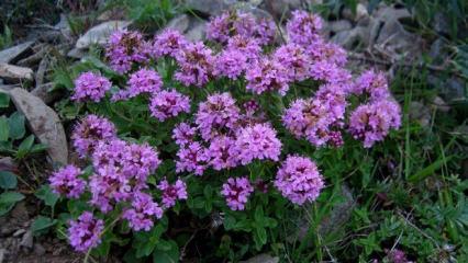 Yurt dışına ka&ccedil;ırmak istediği &ccedil;i&ccedil;ek hayatını karattı: 557 bin lira ceza kesildi