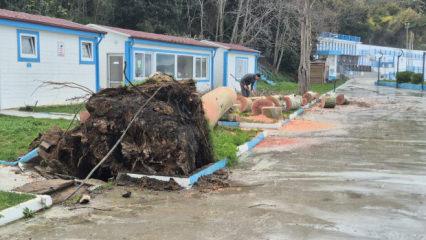 Zonguldak'ta kuvvetli r&uuml;zgar; 90 yaşındaki &ccedil;ınar ağacı devrildi