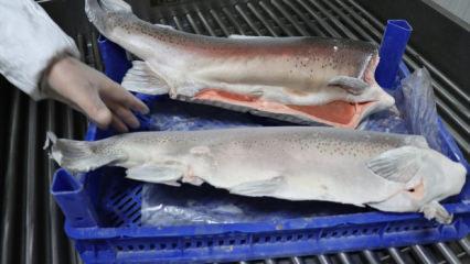 Fırat'tan Havyar ve somon fışkırıyor! Artık pazarda biz de varız! 