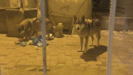 Ankara'da a&ccedil; kalan kurtlar il&ccedil;eye indi